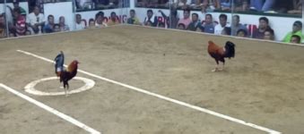 Gamefowl Pointing Feed Components and Beneficial .